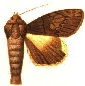 Ulothrichopus mesoleuca.JPG