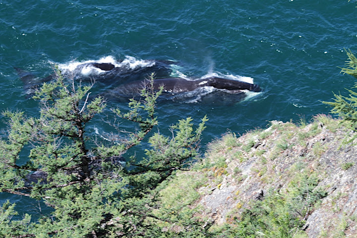 File:Bowhead whales swimming in Lingolm strait by Vladislav Raevskii.JPG