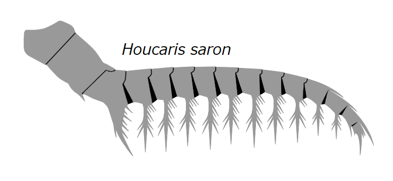 File:20191221 Radiodonta frontal appendage Anomalocaris saron.png