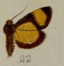 22-Nacoleia semicostalis=Lamprosema semicostalis (Hampson, 1898).JPG