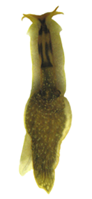 Acochlidium fijiiensis.png