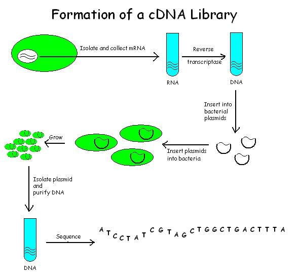 File:Formation of a cDNA Library.jpg