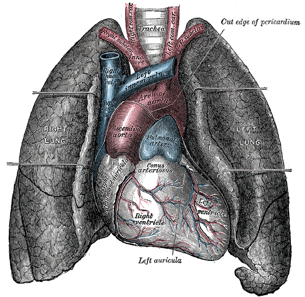 File:Heart-and-lungs.jpg