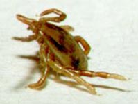 Adult female of Ixodes holocyclus, lateral view