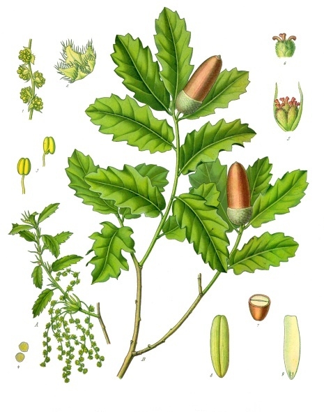 File:Quercus lusitanica - Köhler–s Medizinal-Pflanzen-253.jpg