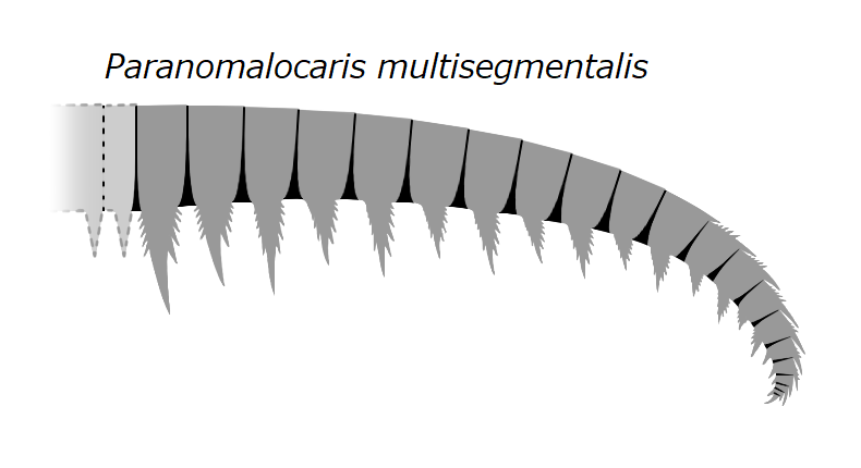 File:20191221 Radiodonta frontal appendage Paranomalocaris multisegmentalis.png