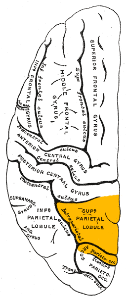 Gray725 superior parietal lobule.png