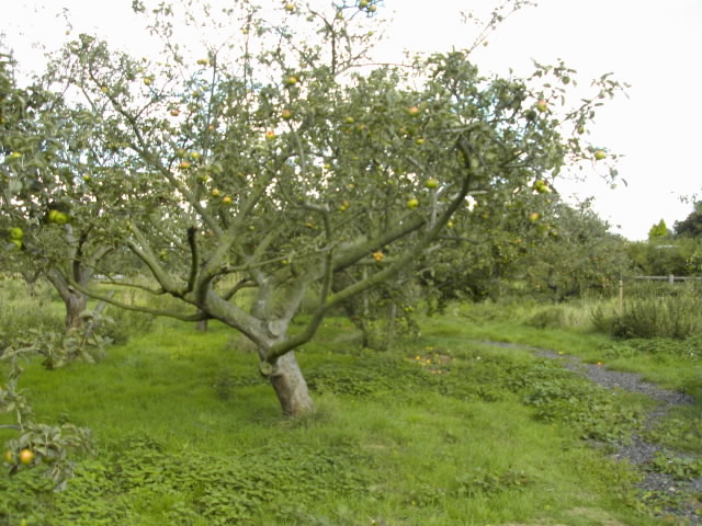 File:Orchard3.jpg