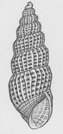 Turbonilla textilis 001.png