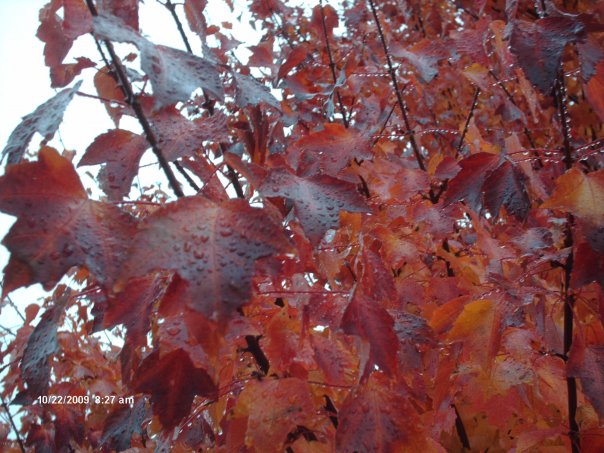 File:Autumn Blaze Maple Foliage.jpg