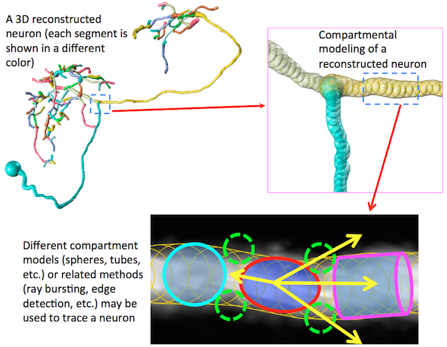 File:Neuron reconstruction and tracing illustration.png