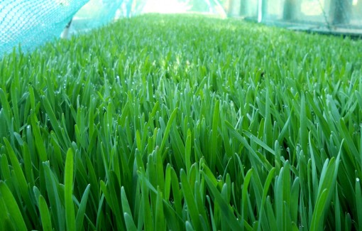 File:Spelt grass grown outdoors. With a deeper green color than wheat.jpg