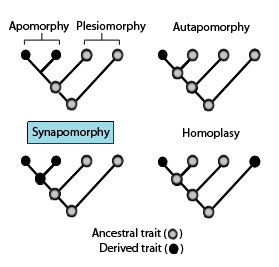 File:Synapomorphy.jpg