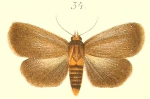 File:34-Sympis ochreobasis Pagenstecher, 1900.JPG