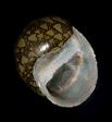 Clithon oualaniense shell.png