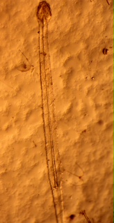 Parasagitta elegans.jpg