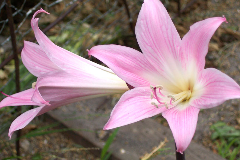 File:Amaryllis belladonna.jpg