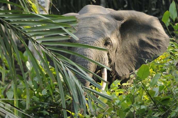 File:Forest elephant.jpg