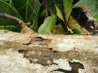 File:Leafcutter ant.gif