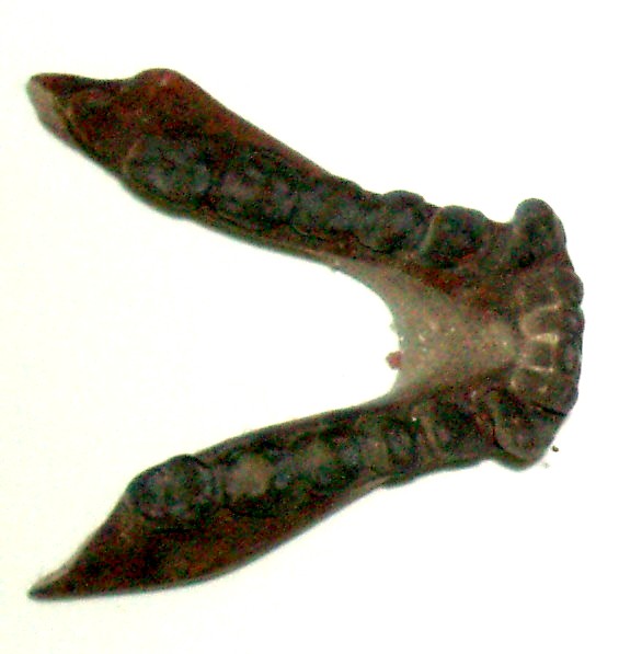 File:Pliopithecus antiquus 1.JPG