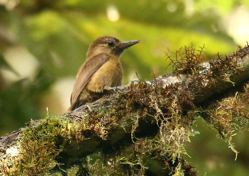 File:Veniliornis fumigatus -NW Ecuador-6.jpg