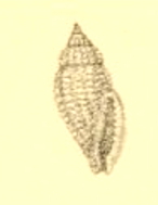 Eucithara articulata 001.jpg