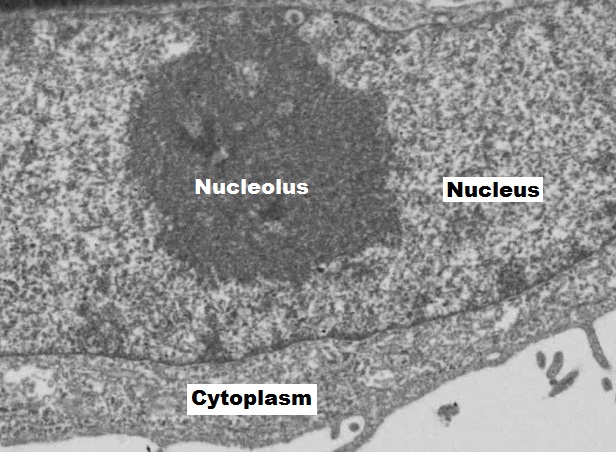 File:NucleolusNCc.jpg