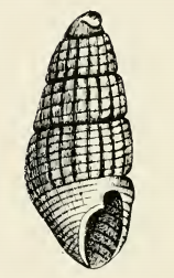 Odostomia proxima 001.png