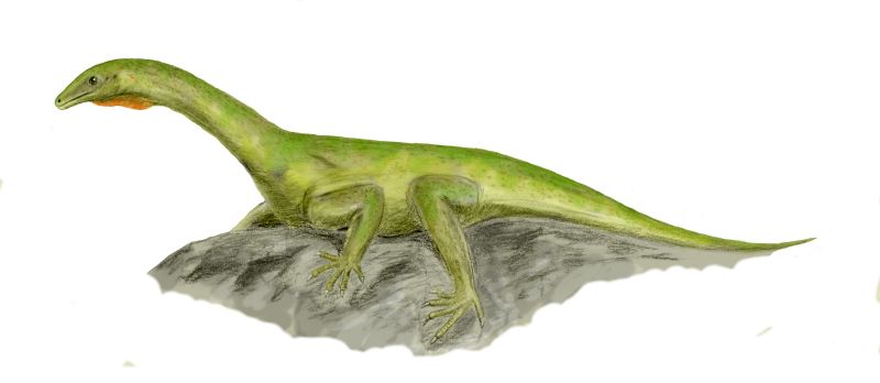 File:Protorosaurus BW.jpg