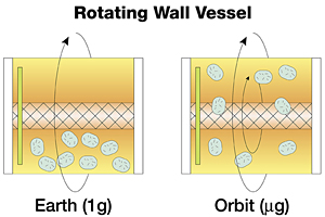 File:Rotary Cell Culture System diagram.jpg