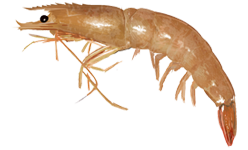 Farfantepenaeus aztecus.png