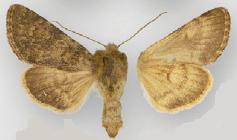 Lasionycta silacea2.JPG