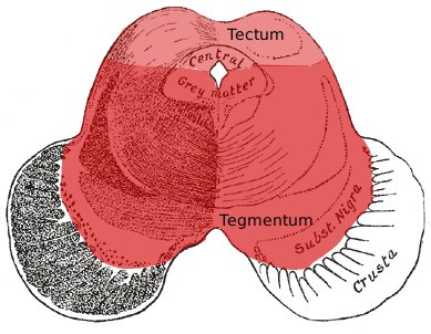 File:Midbrain-axial-showing-tectum-and-tegmentum.jpg