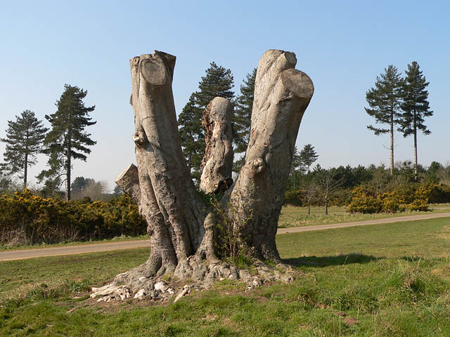 File:Tree stump - geograph.org.uk - 377320.jpg