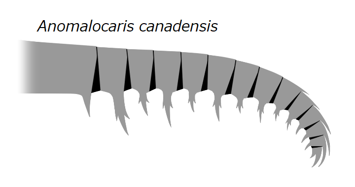File:20191221 Radiodonta frontal appendage Anomalocaris canadensis.png