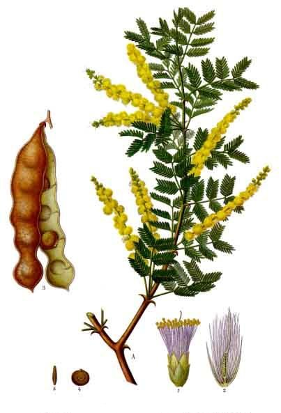 File:Acacia senegal - Köhler–s Medizinal-Pflanzen-004.jpg