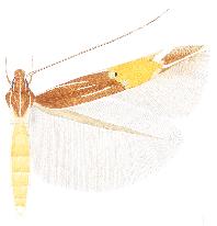 Cosmopterix similis.JPG
