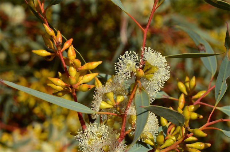 File:Eucalyptus yalatensis buds.jpg