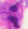 Histology of gastric chief cell.png