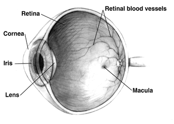 File:Human eye cross-sectional view grayscale.png