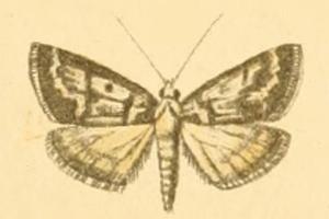 File:Palepicorsia ustrinalis.JPG