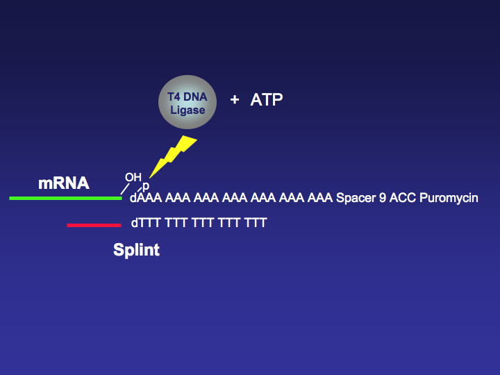 File:Figure 2. T4 DNA Ligase Ligation.png