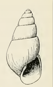 Odostomia baranoffensis.png