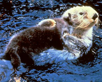 File:Sea otter.jpg