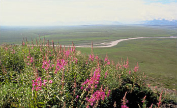 File:Tundra coastal vegetation Alaska.jpg