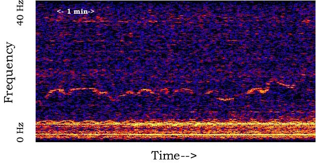 File:Whistle (spectrogram).jpg