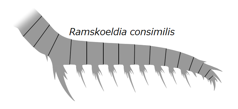 File:20191221 Radiodonta frontal appendage Ramskoeldia consimilis.png