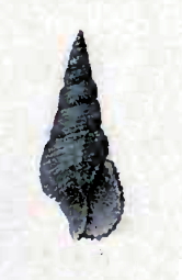 Daphnella vitrea 001.jpg