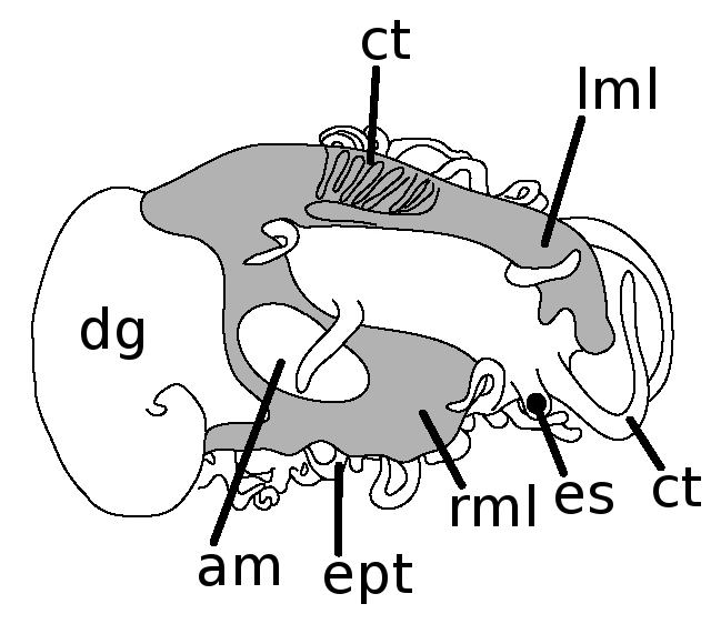 File:Haliotis asinina anatomy 3.png