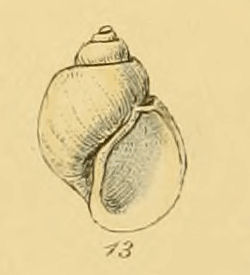 Natica helicoides (Sowerby).jpg